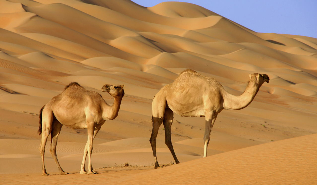 Saudi desert